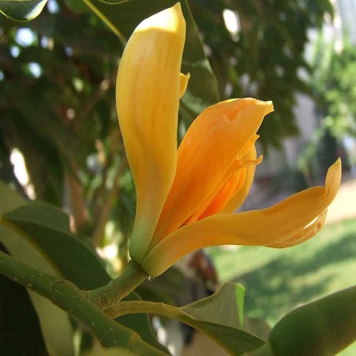 Magnolia Champaca