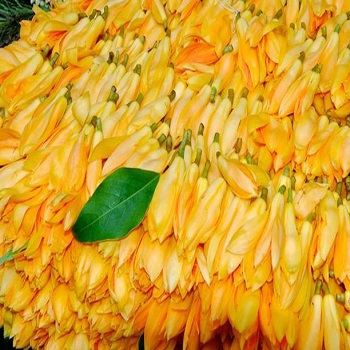Sonchafa Flowers