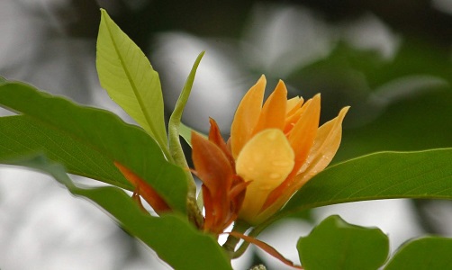 Magnolia Champaca